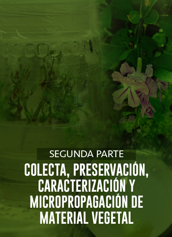 Segunda Parte. Colecta, preservación, caracterización y micropropagación de material vegetal (conforme al protocolo de Nagoya en México)