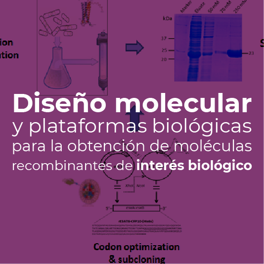 Diseño y obtención de un gen sintético para la obtención de un antígeno de fusión con características antigénicas aumentadas