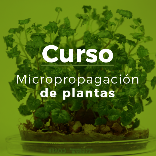 Micropropagación de plantas