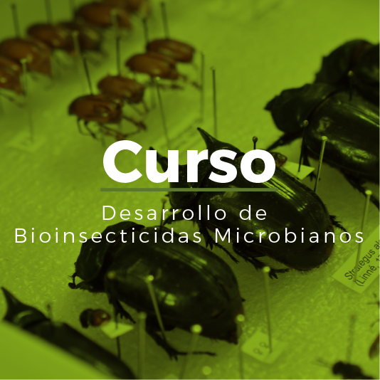 Desarrollo de Bioinsecticidas Microbianos